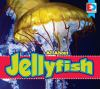 All_about_jellyfish