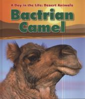 Bactrian_camel
