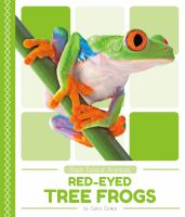 Red-eyed_tree_frogs