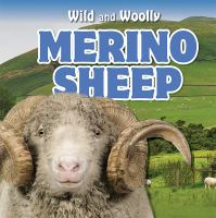 Merino_sheep