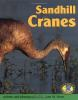 Sandhill_cranes
