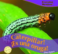 It_s_a_caterpillar___