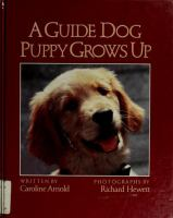 A_guide_dog_puppy_grows_up